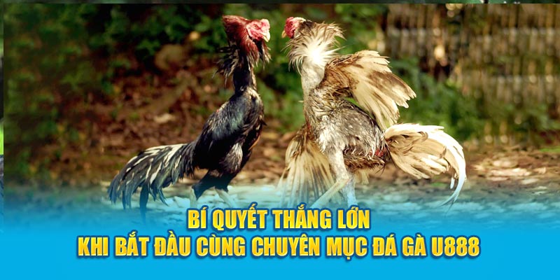 Bí quyết thắng lớn khi bắt đầu cùng chuyên mục đá gà U888 