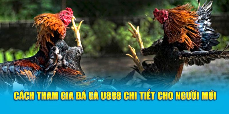 Cách tham gia đá gà U888 chi tiết cho người mới