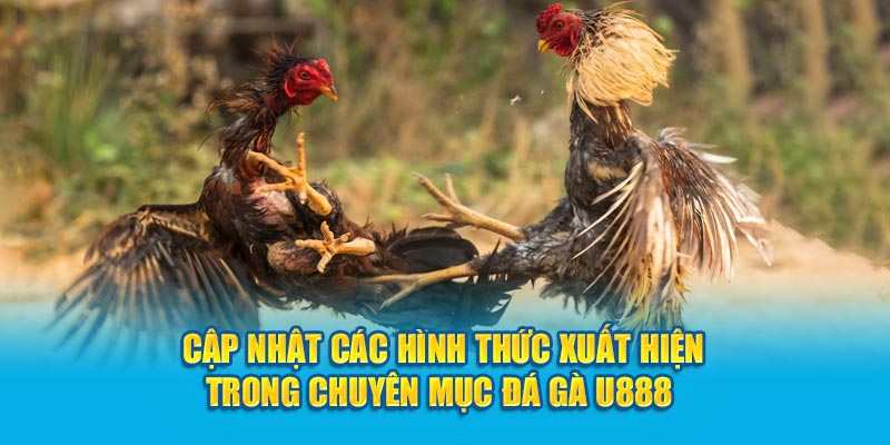 Cập nhật các hình thức xuất hiện trong chuyên mục đá gà U888 