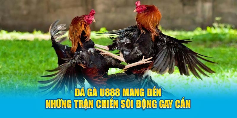 Đá gà U888 mang đến những trận chiến sôi động gay cấn