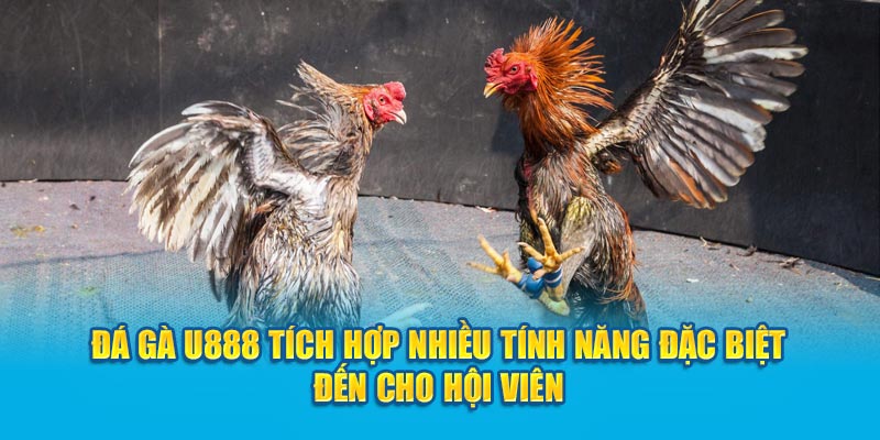 Đá gà U888 tích hợp nhiều tính năng đặc biệt đến cho hội viên