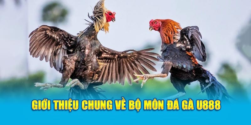 Giới thiệu chung về bộ môn đá gà U888 