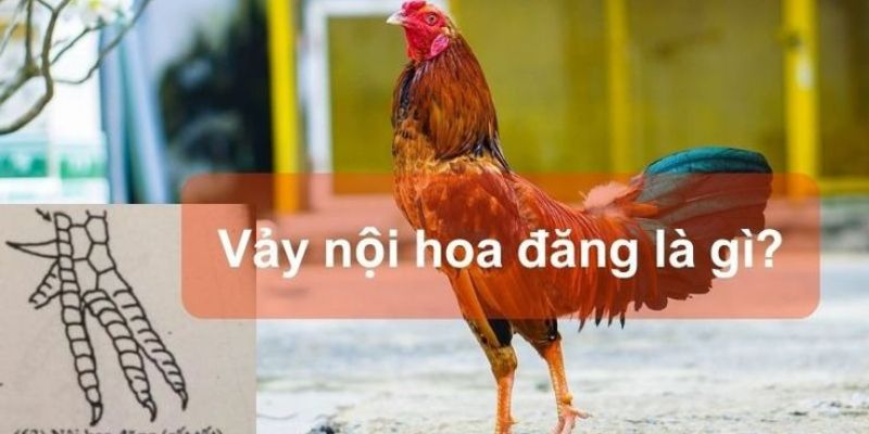 Tìm hiểu khái niệm vảy nội hoa đăng ở gà chọi