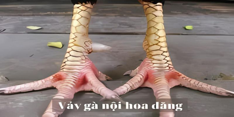 Dấu hiệu nhận biết chiến kê sở hữu vảy nội hoa đăng