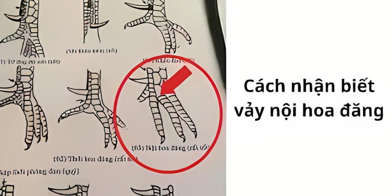 Cách phân biệt các loại vảy nội hoa đăng ở gà