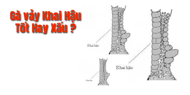 Trả lời câu hỏi nên nuôi gà vảy khai hậu