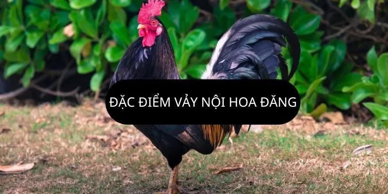 Vảy nội hoa đăng và cách nhận dạng các chú chiến kê dũng mãnh